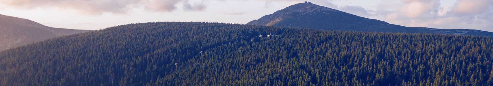 orman-2-1.jpg